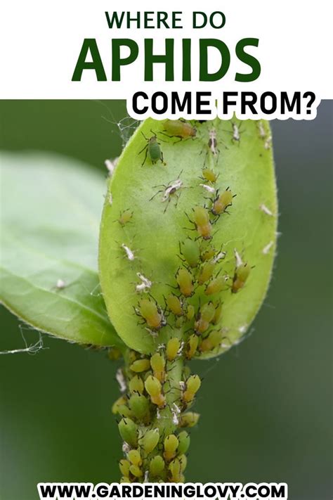Where Do Aphids Come From Quick Fixes To Control Artofit