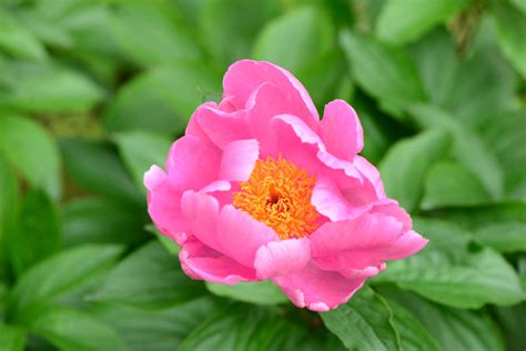 Peony Paeonia Lactiflora Flower Leaf Care Uses Picturethis