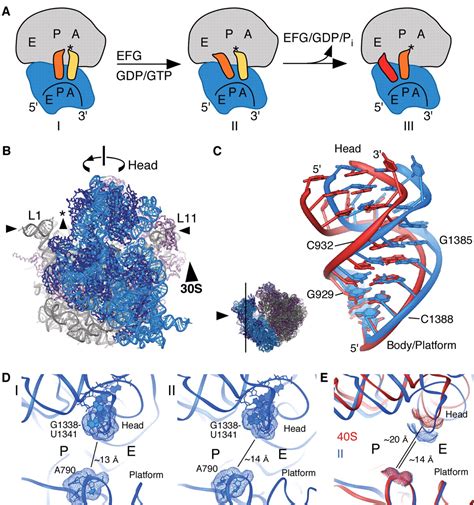 Structures Of The Bacterial Ribosome At 35 Å Resolution Science
