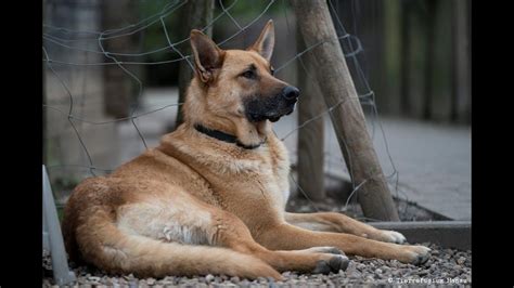Auf couch gesucht finden sie über 1.000 hunde, die ein neues zuhause suchen. Vermittelt ️ Lucas sucht ein Zuhause - YouTube