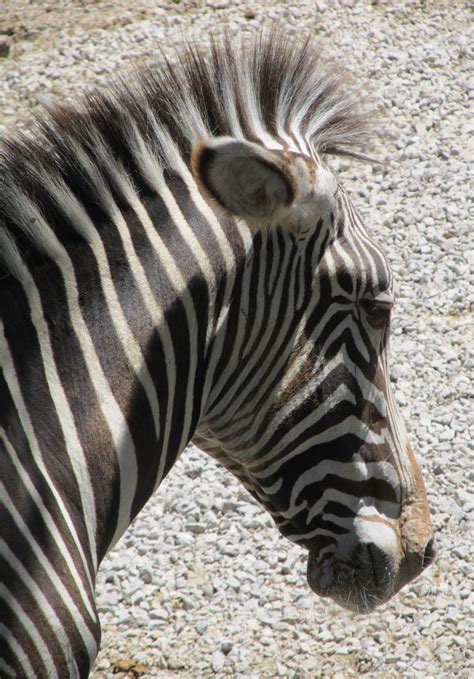 Zebra Free Stock Photo Public Domain Pictures