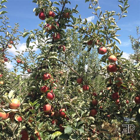 Yakima Wa Apple Orchards The Emerald Palate