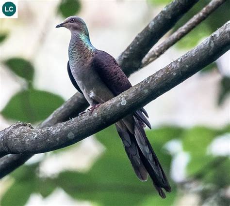 ☎️ Wonderbirdspecies ⚜️⚜️ Barred Cuckoo Dove