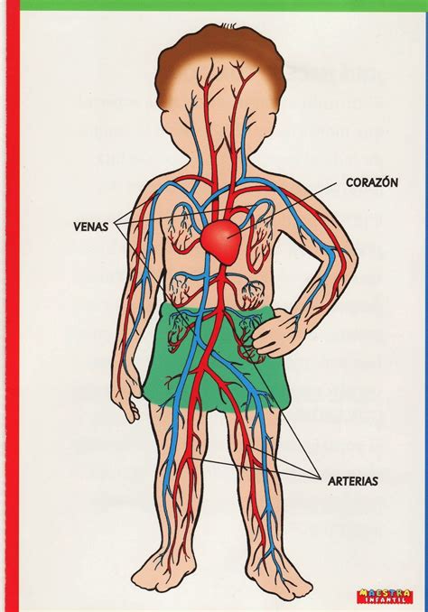 El Blog Del Cuerpo Humano La Circulación