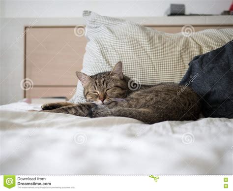 Cat Cute Sleep On Bed Stock Photo Image Of Beautiful 74940646