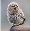 Little Owl By Peter Garrity  BirdGuides