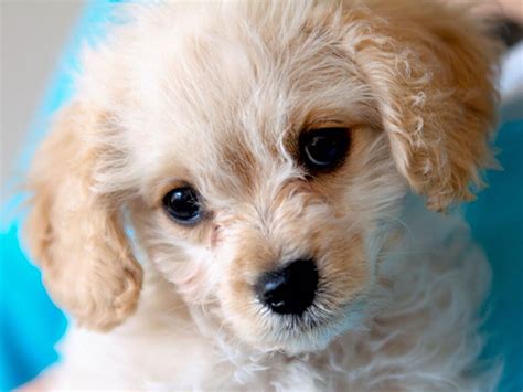 Puppies Puppy Baby Dog Dogs 39 Wallpapers Hd Desktop And Mobile