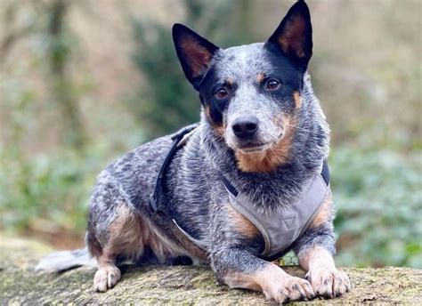 Australian Cattle Dog Blue Heeler Mix Puppies For Sale Summer