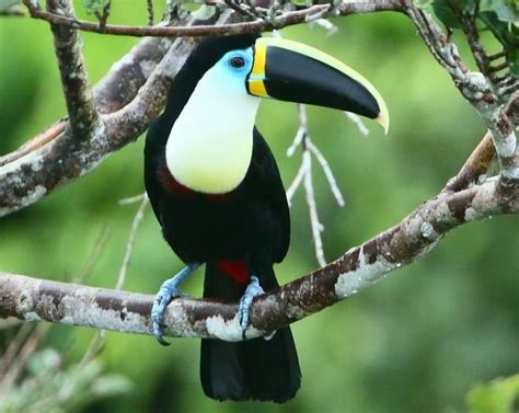 Rainforest Expeditions Wildlife Guide To The Toucan