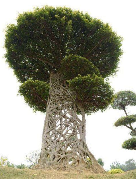 Incredibly Unique Trees From Around The World Weird Trees Unique