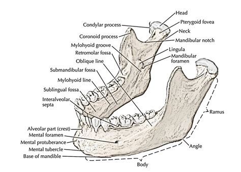 Mandible Bone Anatomy Anatomical Charts And Posters