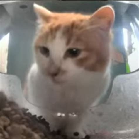The Gluttonous Beast Streetcatwiki