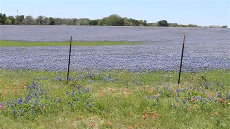 We offer a wide variety of diagnostic imaging scans as well as 3d/4d ultrasounds. Texas Bluebonnet Field of Dreams 4-8-2014 near Red Rock ...