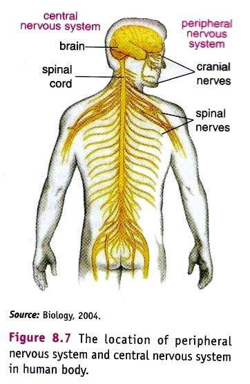 Peripheral Nervous System Pns New Science Biology