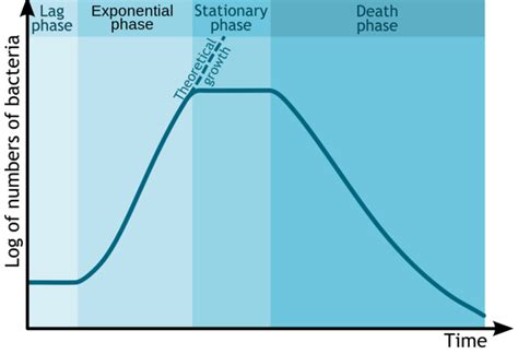 69a Growth Rate And Temperature Biology Libretexts