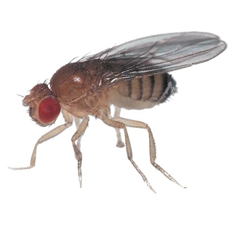 Drosophila Living Wild Type Vial Of 2530 Carolina Biological Supply