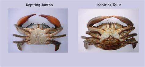 Berikut ini telah tersedia beberapa gambar cupang halfmoon jantan dan betina cantik yang dapat anda download. Kepiting Bakau (Scylla sp) | Biota Dunia Perairan