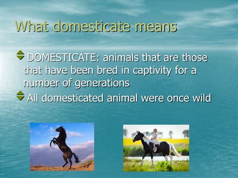 Ppt Is It Possible To Domesticate A Wild Animal Powerpoint