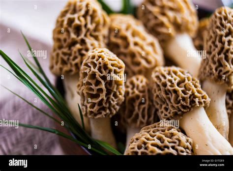 Fine Cuisine Morchella Esculenta Commonly Known As Common Morel