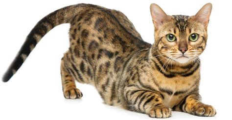 Another amazing name for any cat. Bengal Cat Names - 200 Ideas For Naming Your Male or Female