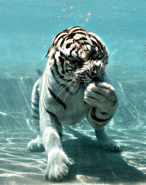 White Water Tiger By Dancer2188