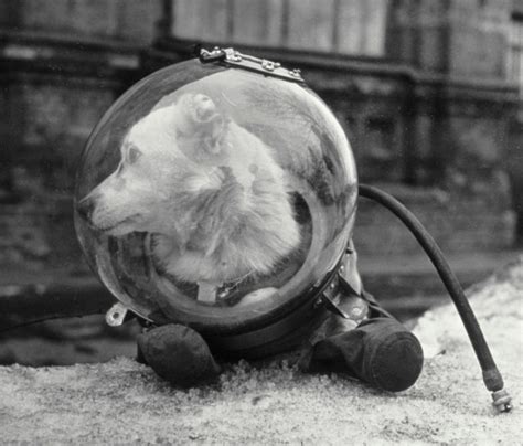 Famous Dogs In History Soviet Dogs From The Streets To Outer Space