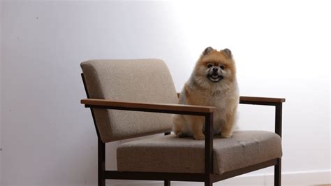 A Dog Sitting On The Chair · Free Stock Video
