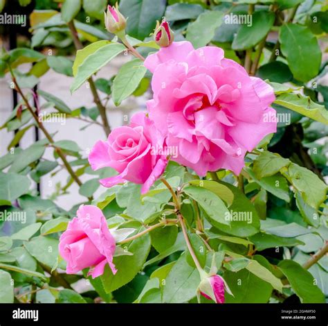 Rose Tree The Mccartney Rose In Bloom In A Garden Stock Photo Alamy