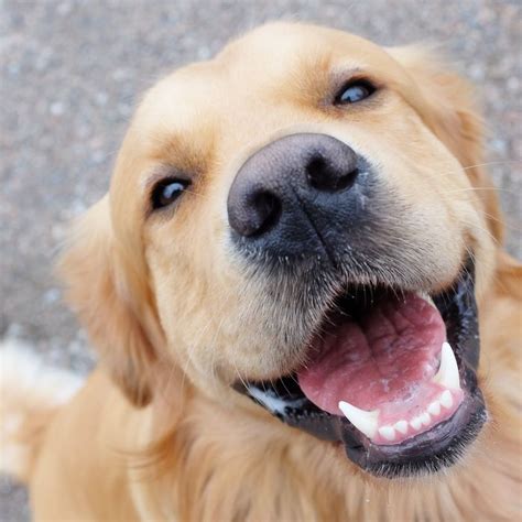 Cracking The Code Of Your Pets Facial Expressions Science Of Us