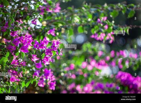 Blooming Purple Bougainvillea Green Leaves Trees In The Background