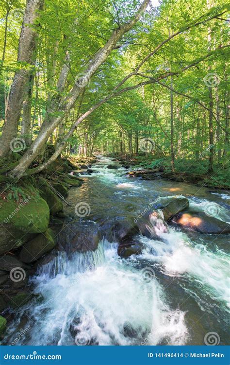 Cascades On The Forest Creek In Springtime Stock Photo Image Of Brook