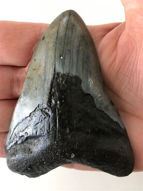 Megalodón - Diente de tiburón fósil 9,3 cm (3,66 pulgadas) - Catawiki