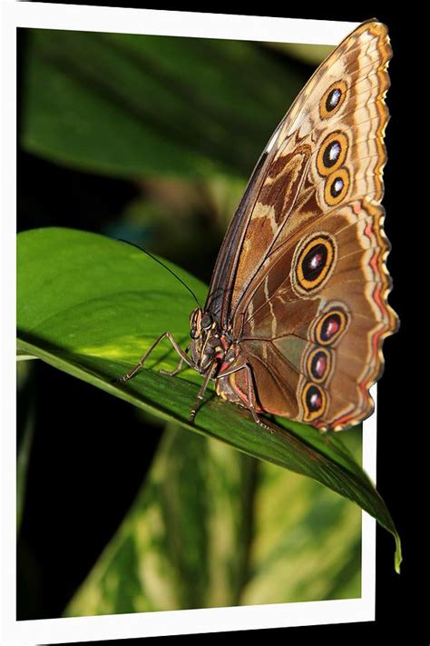 Blue Morpho Butterfly Photograph By Davandra Cribbie