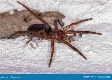 Small Prowling Spider Stock Image Image Of Arthropoda 250654595