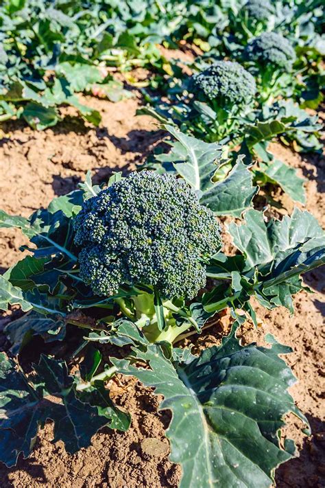 24 Engaging Broccoli Growing Inspiratif Design