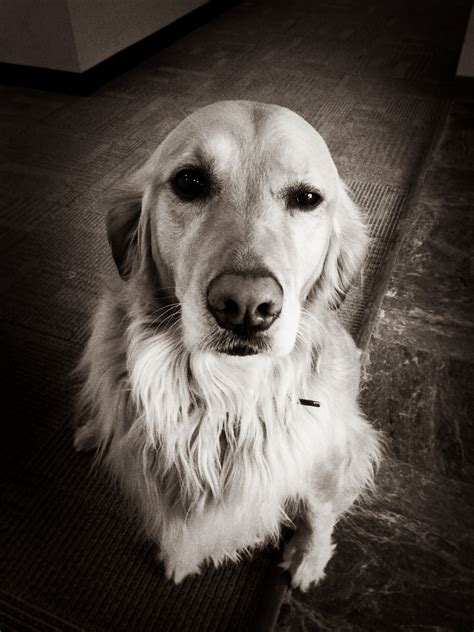 We did not find results for: Fotos gratis : en blanco y negro, perro, monocromo, Golden ...