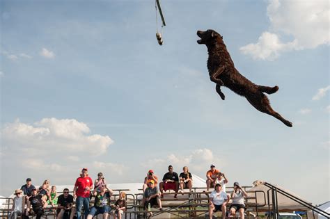 Dock Jumping Competitions Test Dogs Leaping Abilities The New York Times