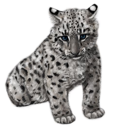 Snow Leopard Png Free Logo Image