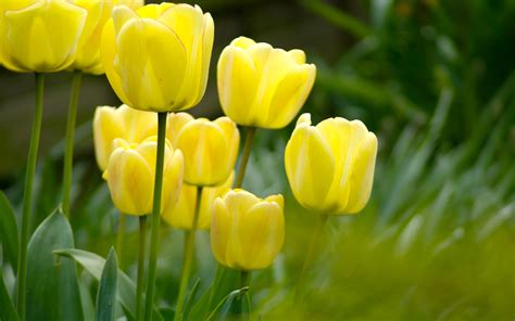 Tulipanes Flores Fondos De Pantallaflortulipánamarilloplantapétalo