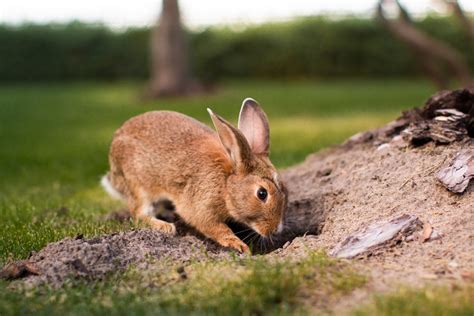 Do Rabbits Dig Holes Why Do Bunnies Dig Holes The Rabbit Corner