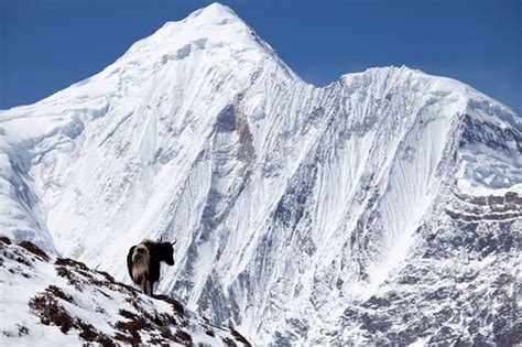 Himalayan Yak With Snow Mountain In Background Annapurna Circuit Manang