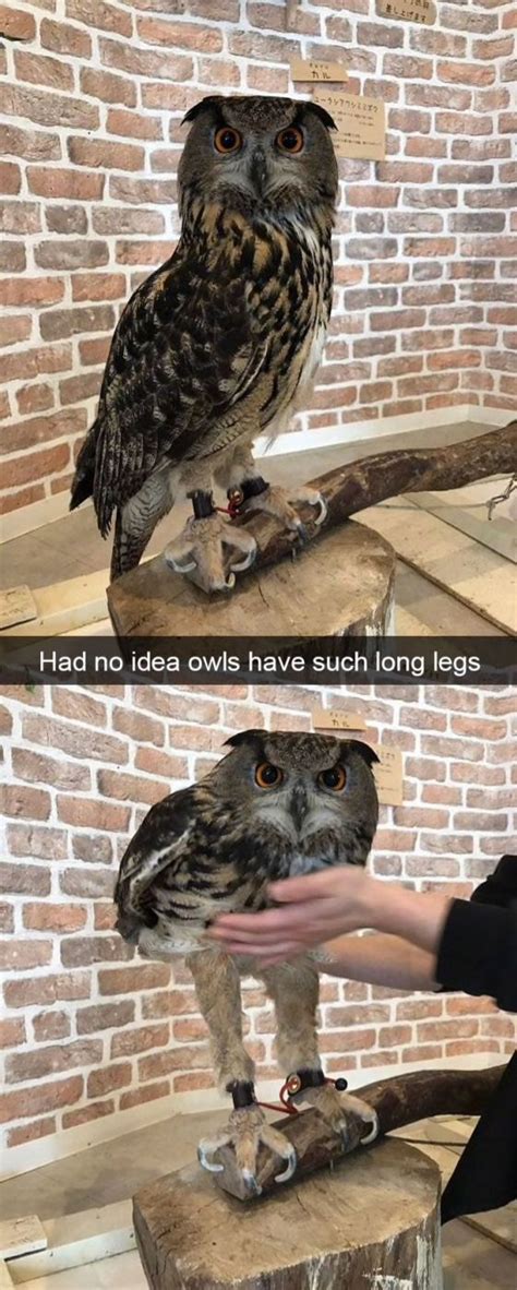 Owl Legs Funny Animals Funny Birds Animal Memes