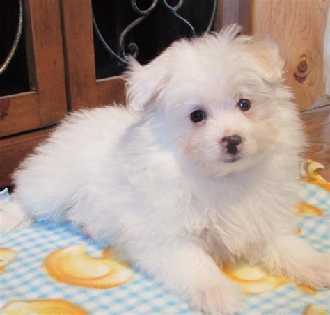 Check spelling or type a new query. Charlie -- Pomeranian & Poodle Mix (With images) | Poodle mix, Cute animals, Small pets