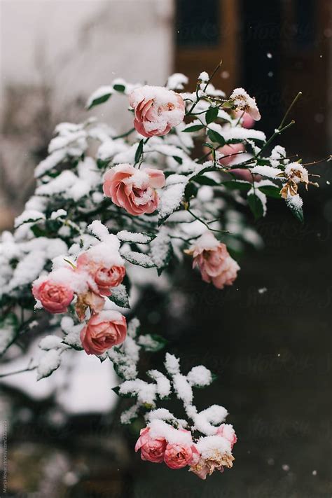 View Roses Covered With Snow By Stocksy Contributor Marija Kovac Winter Flowers Snow