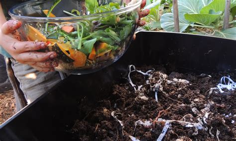 Starting A Worm Farm Modern Teaching Blog