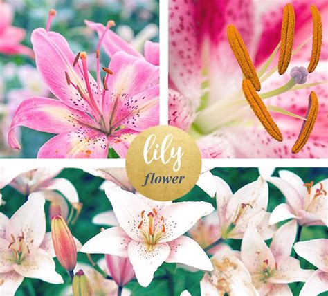 Lily Meaning And Symbolism Flower Meanings Lily Meaning