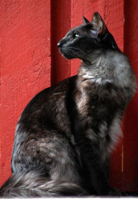 Black Smoke Oriental Cat Oriental Shorthair Cats Cats