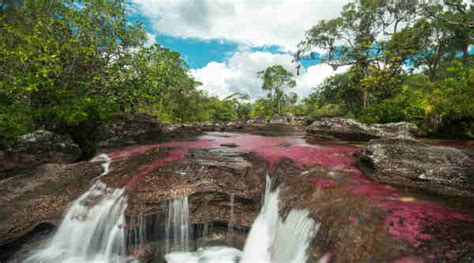 Una combinación de plantas acuáticas y trucos de la luz combinada para convertir sus aguas en un espectro completo de colores. Caño Cristales, un paraíso oculto en la selva colombiana