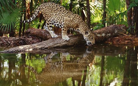 Download high resolution desktop wallpapers and images. jaguars, Animals, Feline Wallpapers HD / Desktop and ...