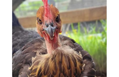 Naked Neck Turken Chicken Not The Average Backyard Bird Chicken Fans